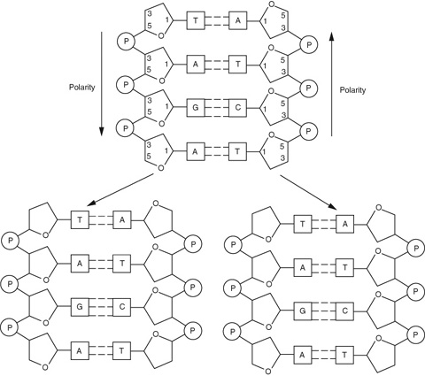 Watson And Crick Model Springerlink