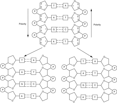 Watson And Crick Model Springerlink