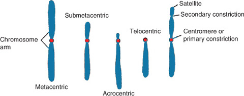 Chromosome Morphology Springerlink