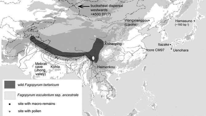 Buckwheat Origins And Development Springerlink