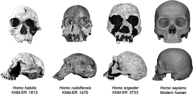 skull 1470 dating