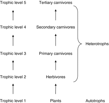 Bioaccumulation/Biomagnifications in Food Chains Biology Diagrams
