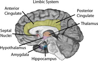 GoodTherapy - 6 Ways the Limbic System Impacts Physical, Emotional, and  Mental Health