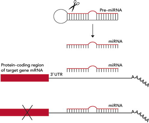 Pre Mirna Springerlink