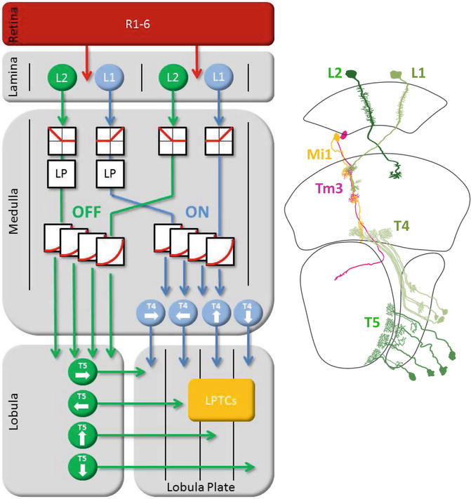 Visual Motion Detection in Drosophila | SpringerLink