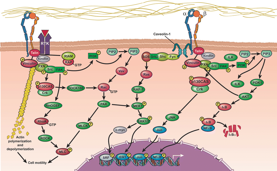 Integrin Alpha V Itgav Springerlink