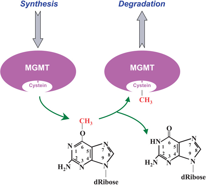 alkyltransferases springerlink