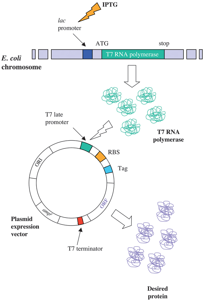 Protein Expression in Bacteria SpringerLink