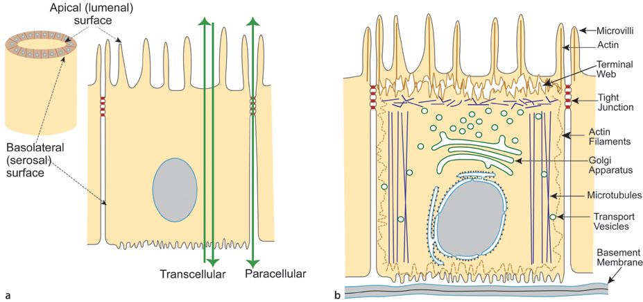 Epithelial Cells Springerlink