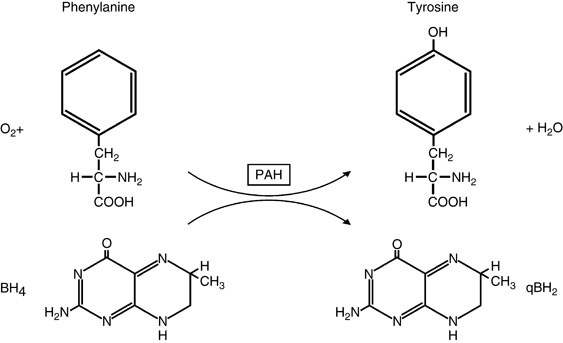 Phenylalanine Hydroxylase Deficiency Springerlink