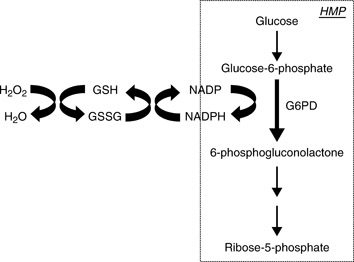 Glucose-6-Phosphate Dehydrogenase Deficiency | SpringerLink