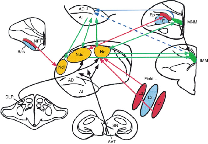 Neural Correlates Of Imprinting Springerlink