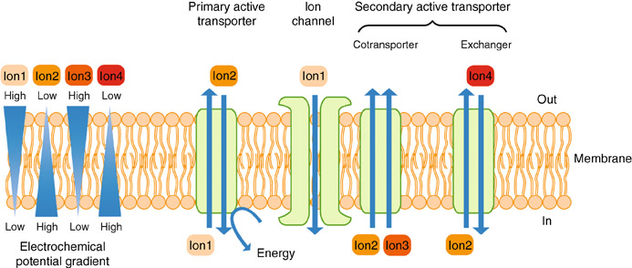 Ion Transport | SpringerLink