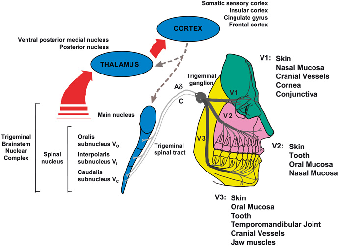 Trigeminal Brainstem Nuclear Complex Physiology Springerlink