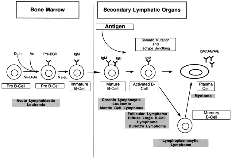 B Cell Tumours Springerlink