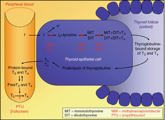 Antithyroid Drugs Springerlink