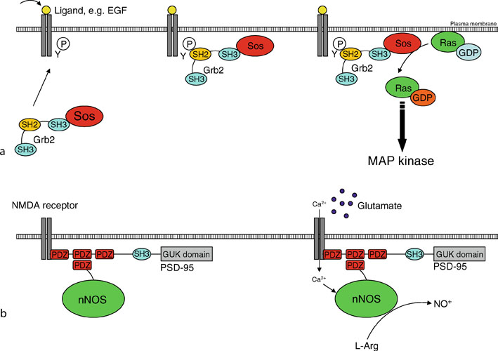 Adaptor Proteins SpringerLink