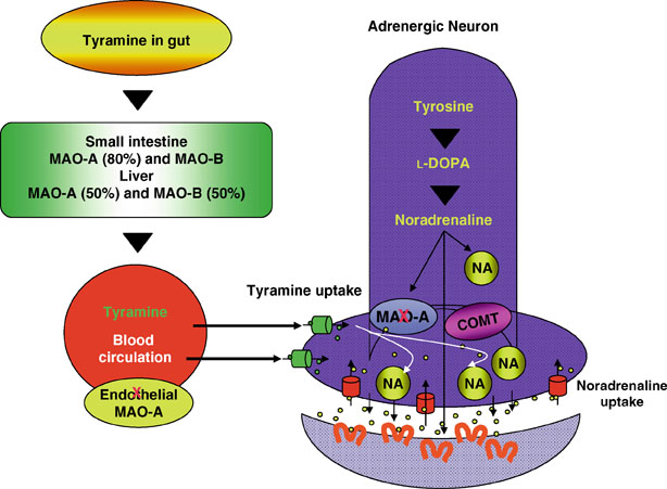 Monoamine Oxidases And Their Inhibitors Springerlink Monoamine Oxidases And Their Inhibitors Springerlink