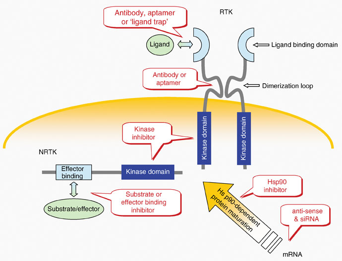 Tyrosine Kinase Inhibitors Springerlink