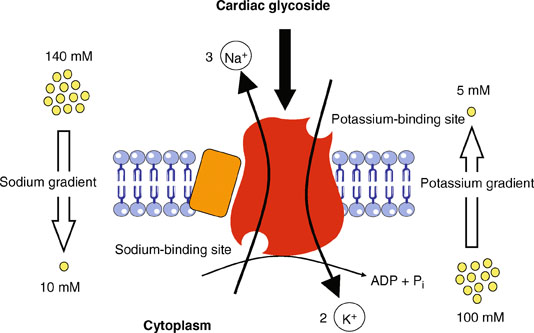 Cardiac Glycosides | SpringerLink