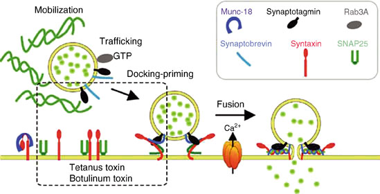 Exocytosis Springerlink