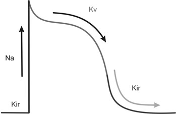 Inward Rectifier K Channels Springerlink