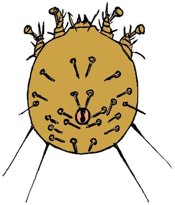 notoedres cati treatment