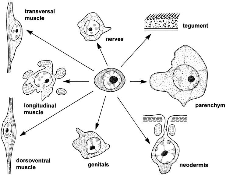 Platelminți, Platyhelminthes tegument sincitial