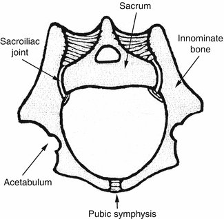Musculoskeletal Trauma Pelvic Ring Disruption Springerlink