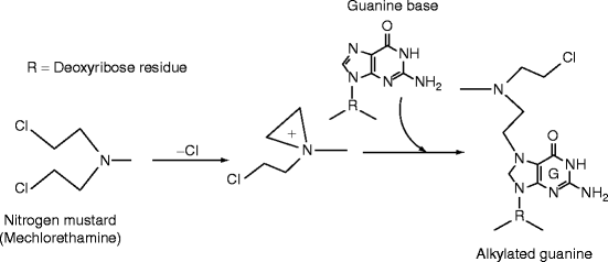 Image result for alkylating agents mechanism of action