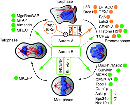 Aurora Kinases Biology Diagrams
