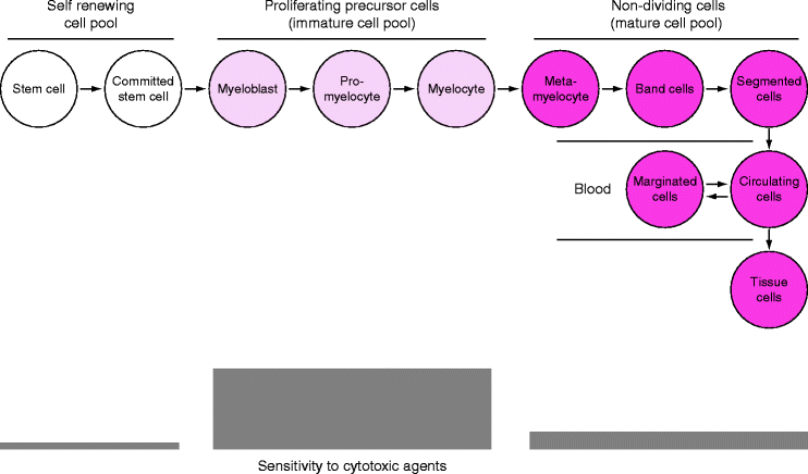 Myelosuppression Springerlink