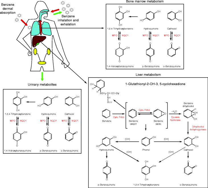 Benzene And Leukemia Springerlink