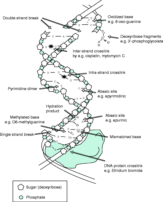 SpringerLink Biology Diagrams