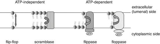 Lipid Flip-Flop | SpringerLink