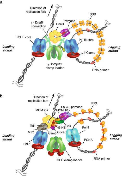Machinery Of Dna Replication Springerlink
