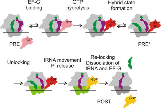 Translocation On The Ribosome Springerlink Translocation On The Ribosome Springerlink