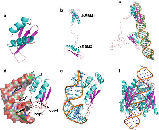 Double Stranded Rna And End Recognition Domains Springerlink