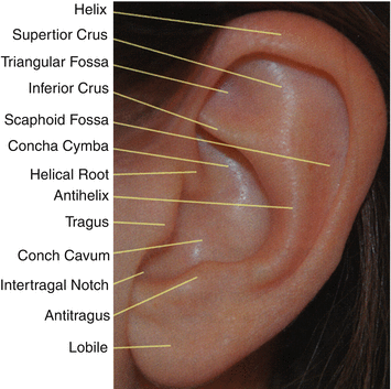 Pinna And External Auditory Canal Anatomy Springerlink