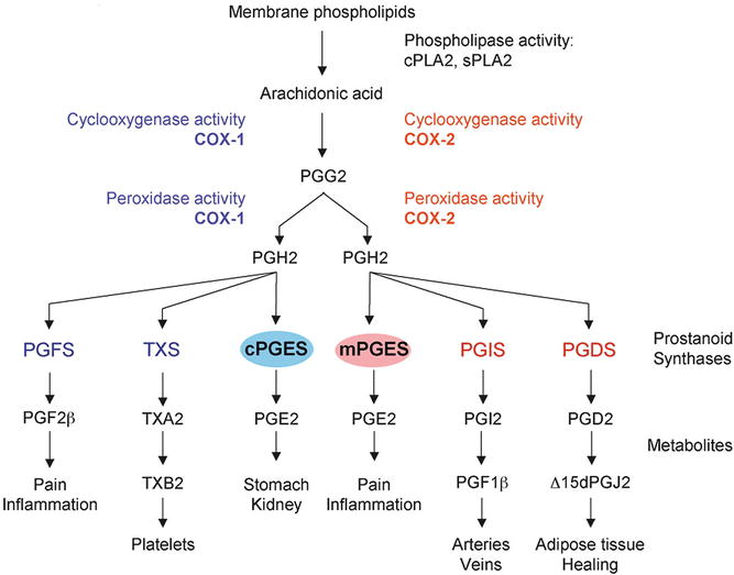 Cox 1 And Cox 2 In Pain Springerlink