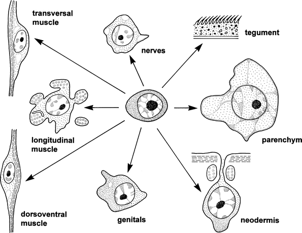 phylum platyhelminthes tegument)