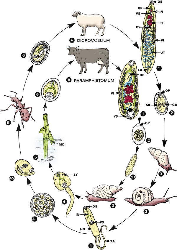 fascioliasis dicroceliosis hogyan lehet gyorsan megszabadulni a helmintektől