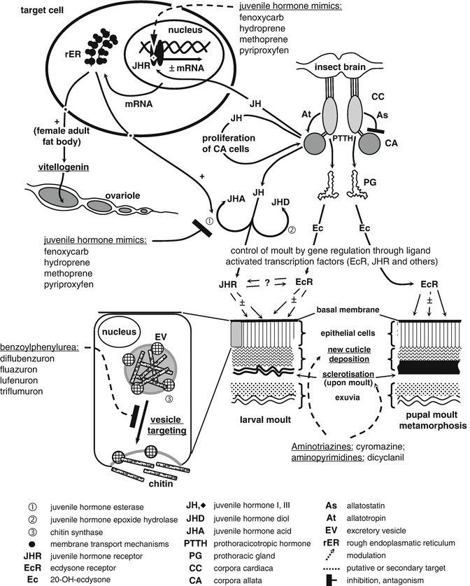 Ectoparasiticides Inhibitors Of Arthropod Development Springerlink