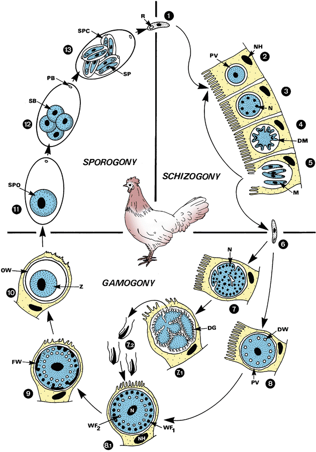 Eimeria Species Springerlink