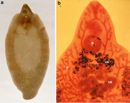 latin fascioliasis