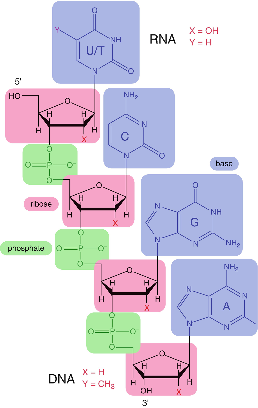 Nucleic Acids Springerlink