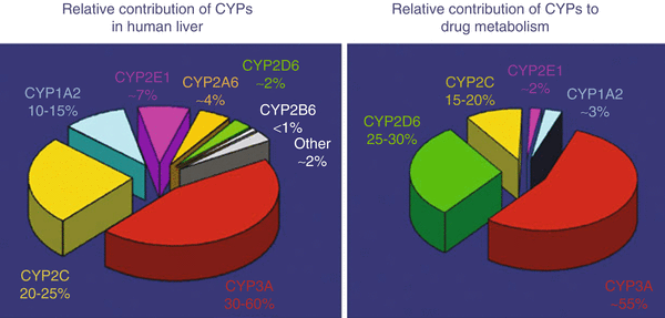 Cytochrome P450 | SpringerLink