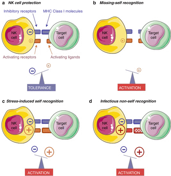Natural Killer Cells Springerlink