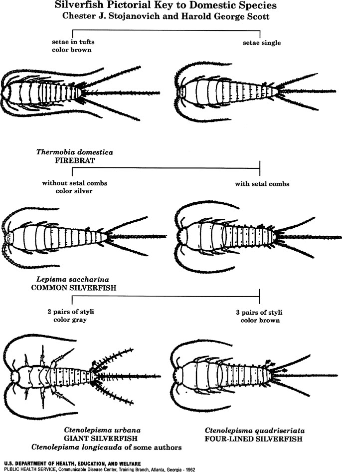 Insect Keys | SpringerLink