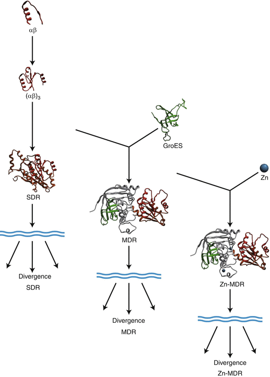 Zinc Alcohol Dehydrogenases SpringerLink